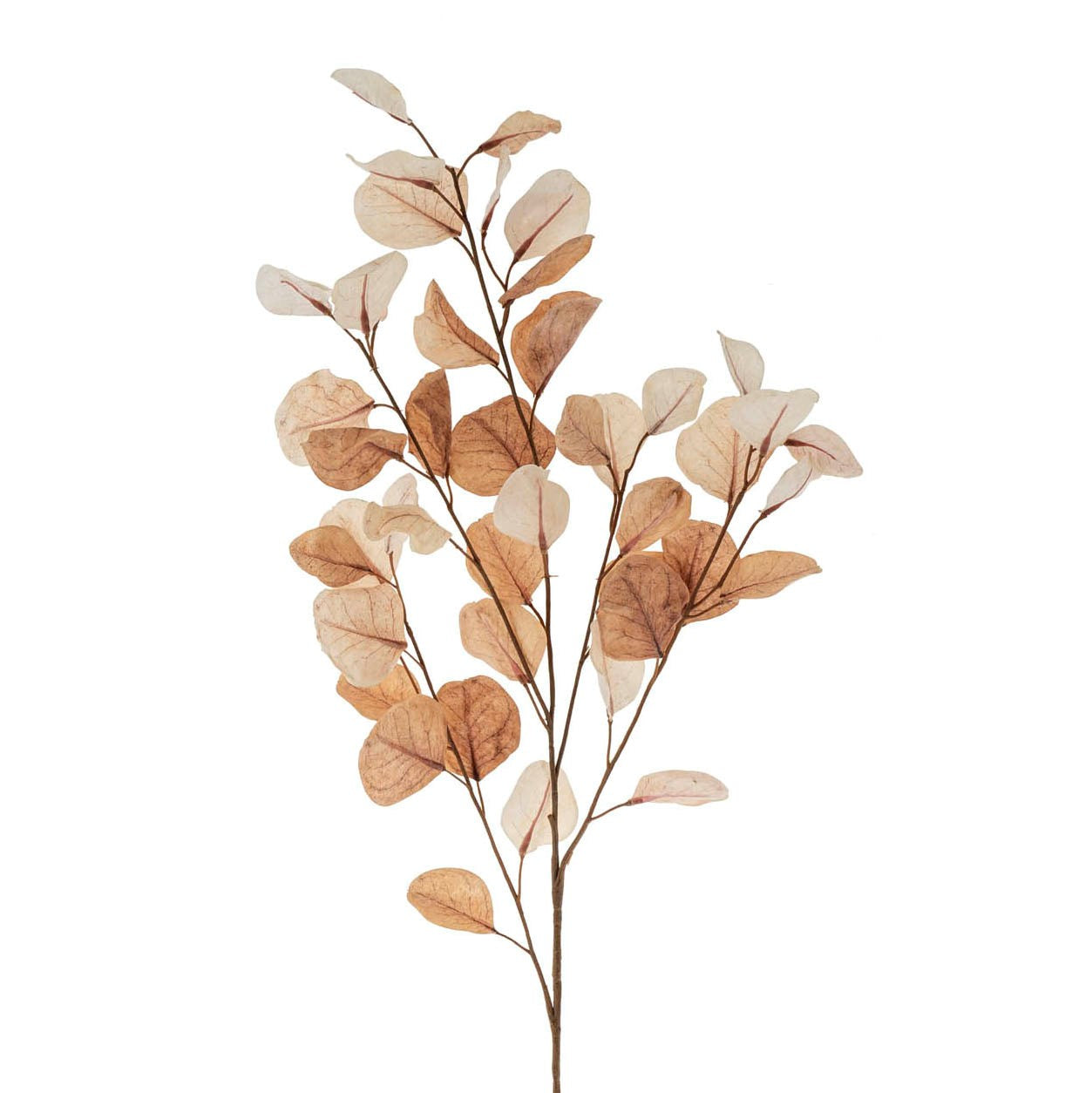 dried eucalyptus | floral spray