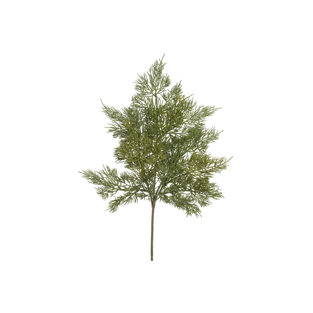 cedar | spray