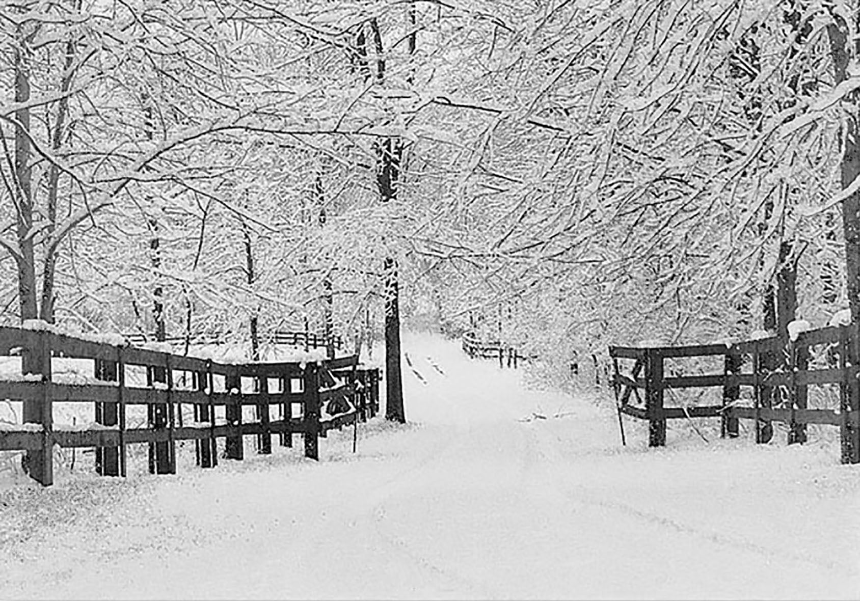 winter tracks | boxed cards