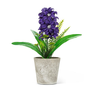 purple hyacinth | pot + greens