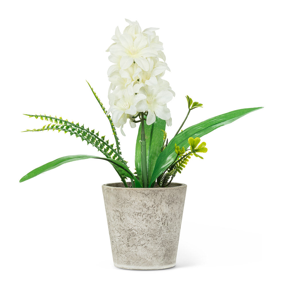 white hyacinth | pot + greens