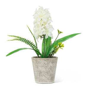 white hyacinth | pot + greens