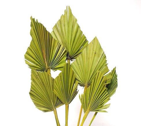 palm spear small lime | dried botanicals