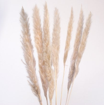 pampas tails tan | dried botanicals