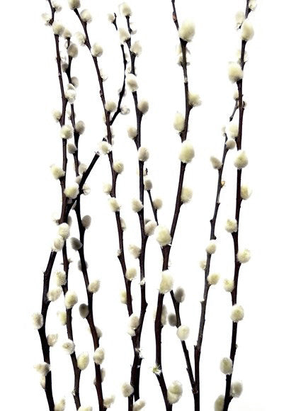 pussy willow white | dried botanicals