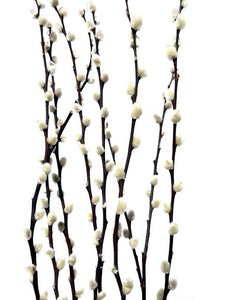 pussy willow white | dried botanicals